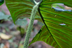 Philodendron verrucosum image