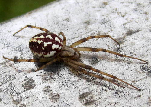 Bordered Orbweaver