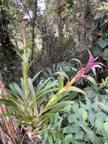 Tillandsia leiboldiana image