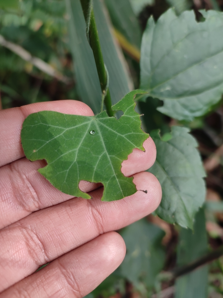 Cissampelos torulosa from Dawncrest, Westville, 3629, South Africa on