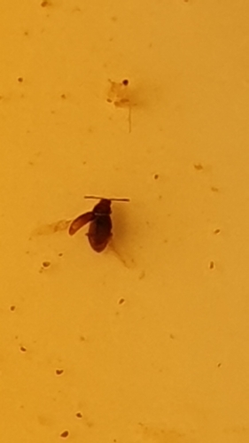 Atomaria pusilla