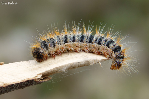 Thaumetopoea wilkinsoni