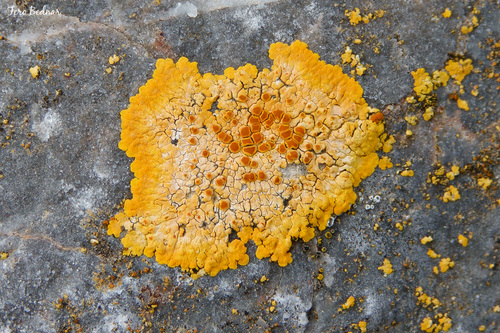 Variospora aurantia