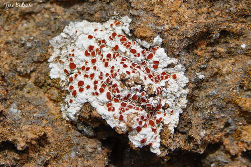 Haematomma nemetzii