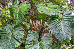 Philodendron verrucosum image