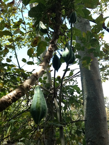 Caricaceae image
