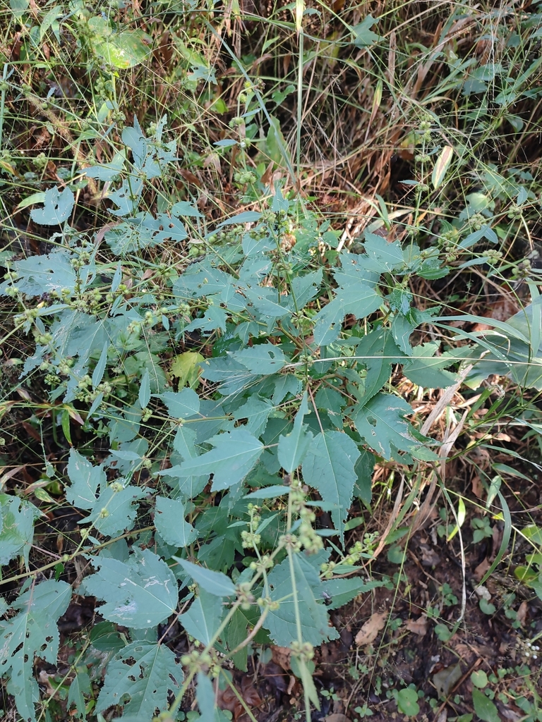 Hairy Bur from Dawncrest, Westville, 3629, South Africa on May 1, 2023