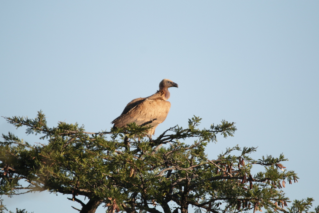 Cape Griffon from Botsalano Game Reserve, Südafrika on March 26, 2023 ...