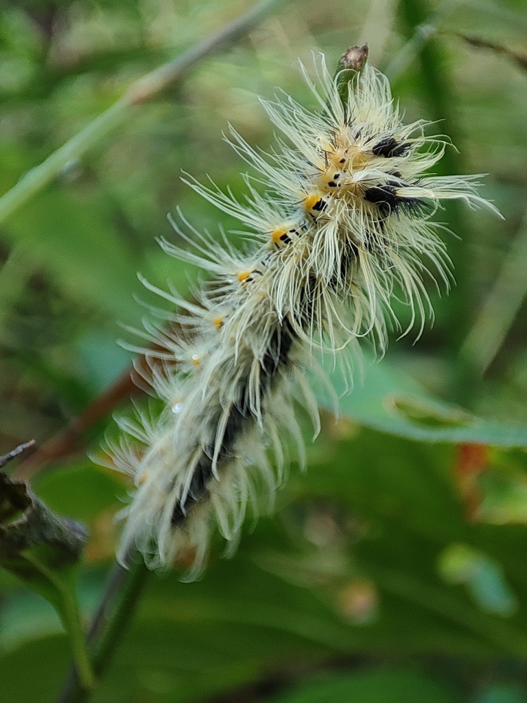 Prince from Dawncrest, Westville, 3629, South Africa on