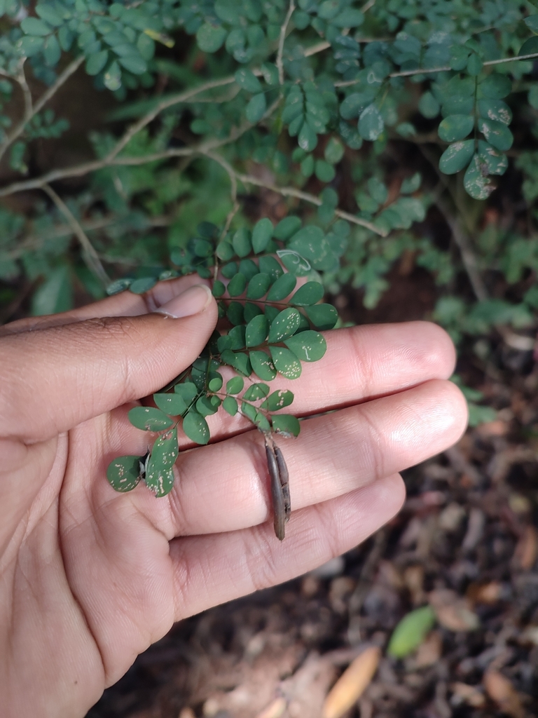 Indigofera sylvicola from Dawncrest, Westville, 3629, South Africa on