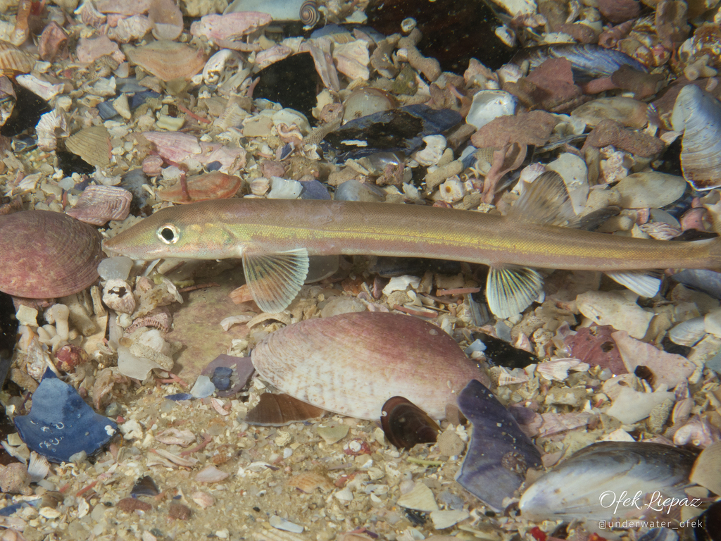 beaked sandfish from Photographer's Reef on April 29, 2023 at 07:09 PM ...