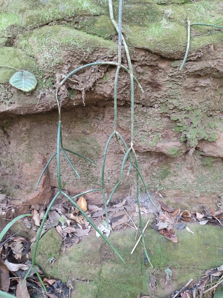 Mistletoe Cactus from Dawncrest, Westville, 3629, South Africa on May