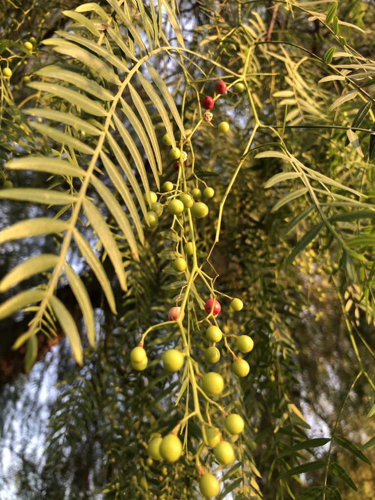 Peruvian Pepper Tree from 849–899 Old Telegraph Rd, Fillmore, CA, US on ...