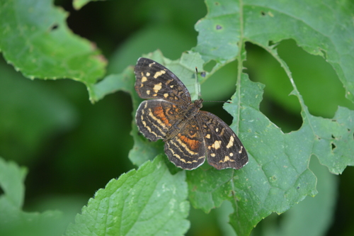 Anthanassa annulata · iNaturalist