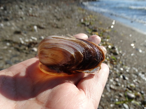 Northwest Ugly Clam