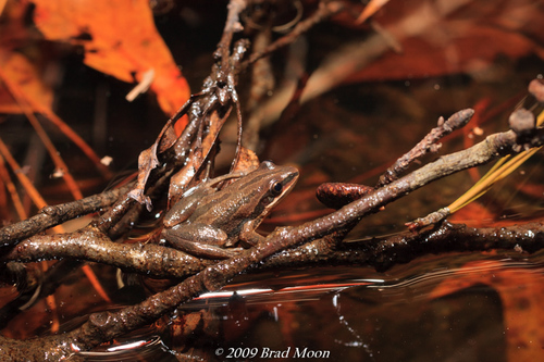 Cajun Chorus Frog