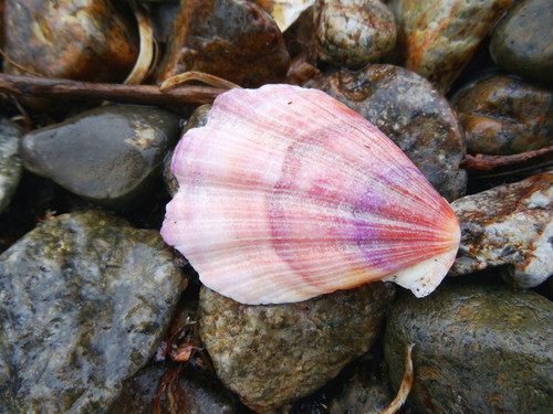 Swift's Scallop
