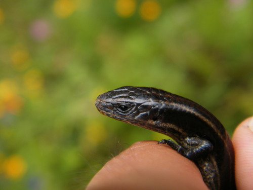 Duges' Skink