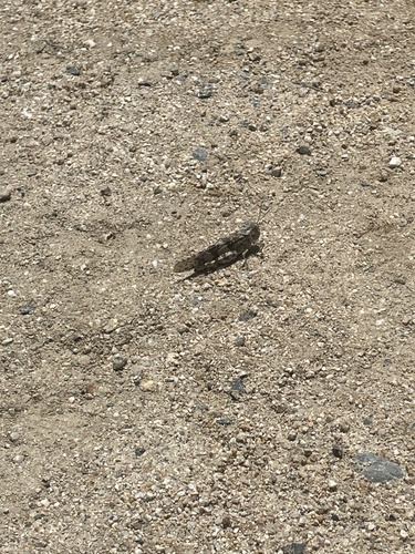 iNaturalist observation photo of Pallid-winged Grasshopper