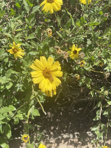 iNaturalist observation photo of Western Honey Bee