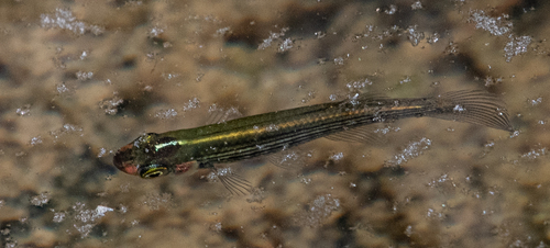Lined Topminnow