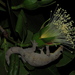 Gehyra papuana - Photo (c) leonardbolte, todos os direitos reservados, uploaded by leonardbolte