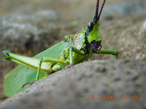 Taphronota calliparea