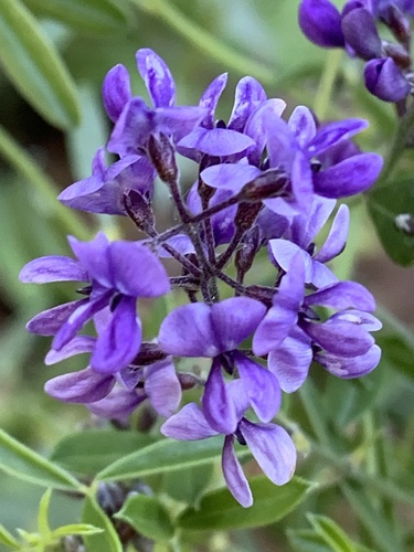 Slimflower Scurfpea