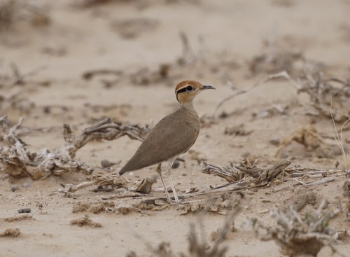 Temminck's Courser