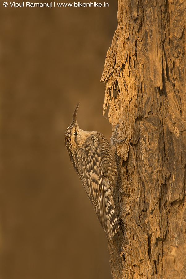 Indian Spotted Creeper (Salpornis spilonota) photo