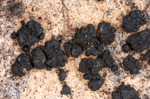 Lichinella minnesotensis