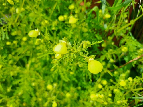 Calceolaria tenuis