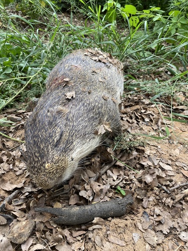 Lesser Cane Rat (Thryonomys gregorianus) — Least Concern Mammalia