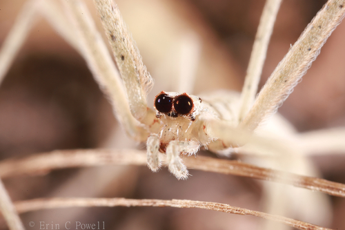 Ogre-faced Spider