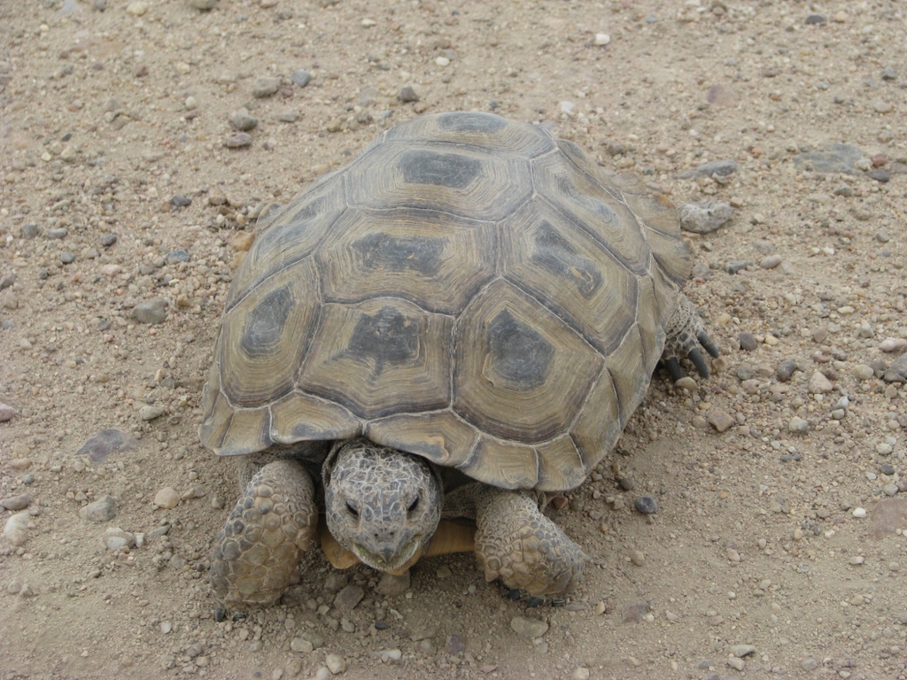 Chaco Tortoise in February 2011 by Nico Bondel · iNaturalist