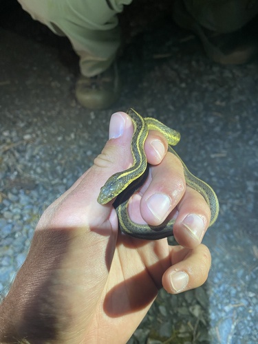 iNaturalist observation photo of Aquatic Garter Snake