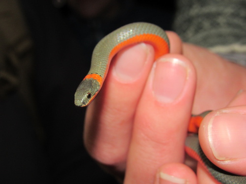 iNaturalist observation photo of Ring-necked Snake