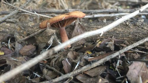 iNaturalist observation photo of Common Gilled Mushrooms and Allies