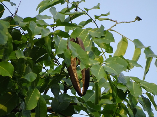 African mahogany