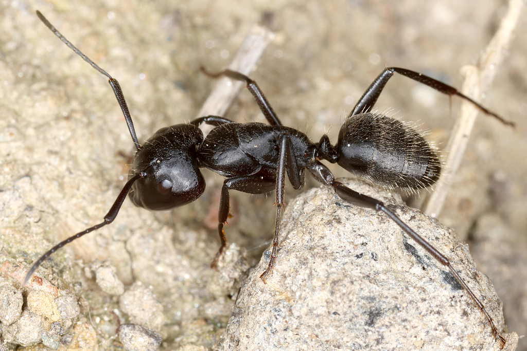 Hairy Carpenter Ant from Wörth an der Lafnitz, Österreich on May 01 ...