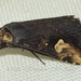 Pseudosphetta moorei - Photo (c) Roger C. Kendrick, todos os direitos reservados, uploaded by Roger C. Kendrick