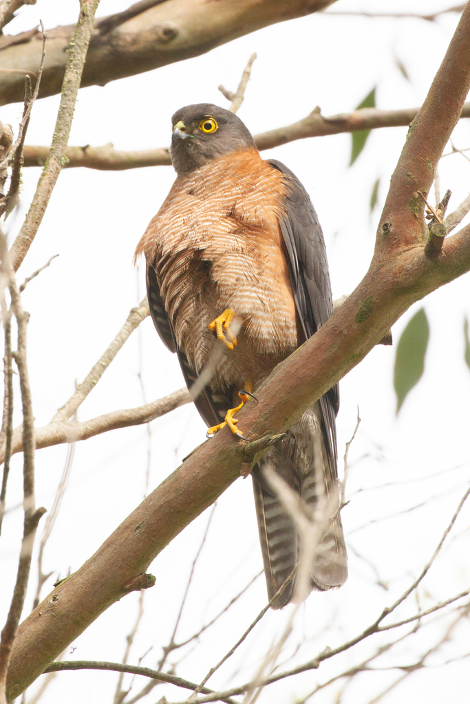 Typical Hawks and Harriers from Tarwin Lower VIC 3956, Australia on ...