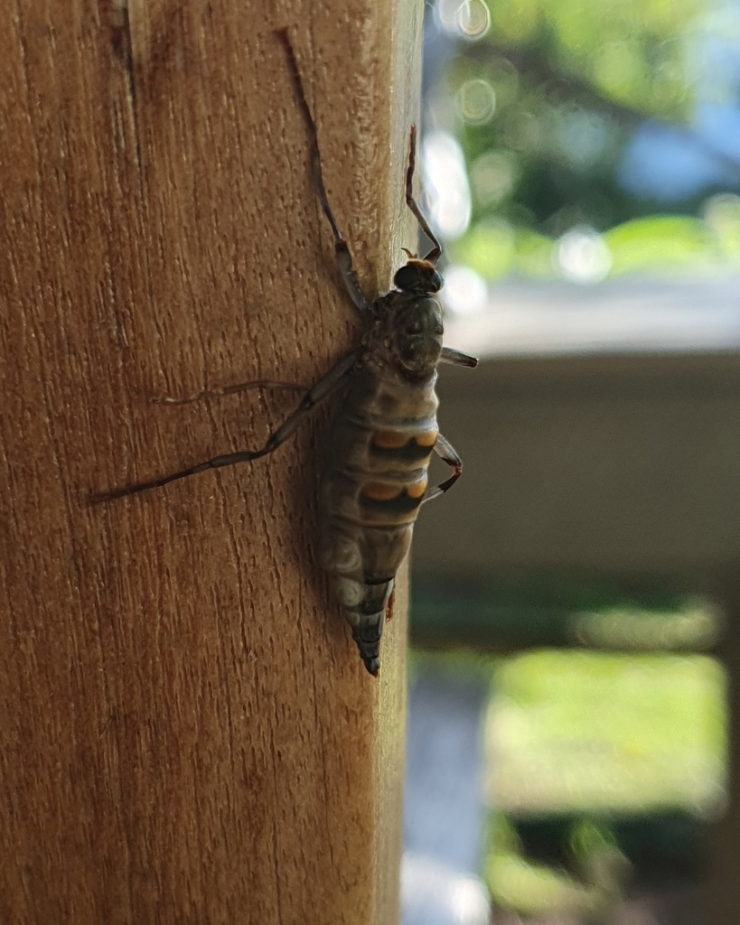 Australian Wingless Soldier Fly From Cobargo Post Office Princes Hwy