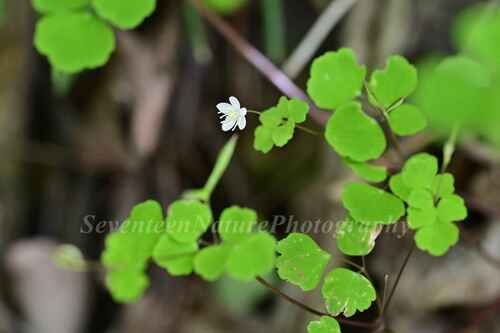 Dichocarpum franchetii