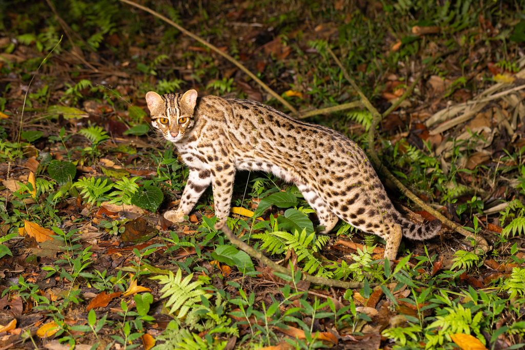 Mainland Leopard Cat in November 2022 by Jono Dashper. Cuc Phuong ...