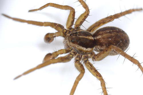 Pin-Stripe Wolf Spider Complex