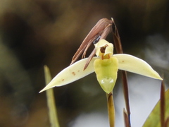 Image of Maxillaria acuminata