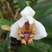 Maxillaria fletcheriana - Photo (c) Rudy Gelis, all rights reserved, uploaded by Rudy Gelis