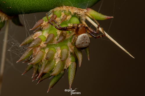 Synema palliatum