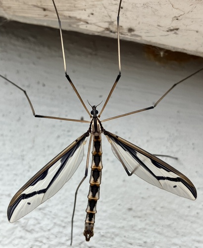 Pedicia procteriana